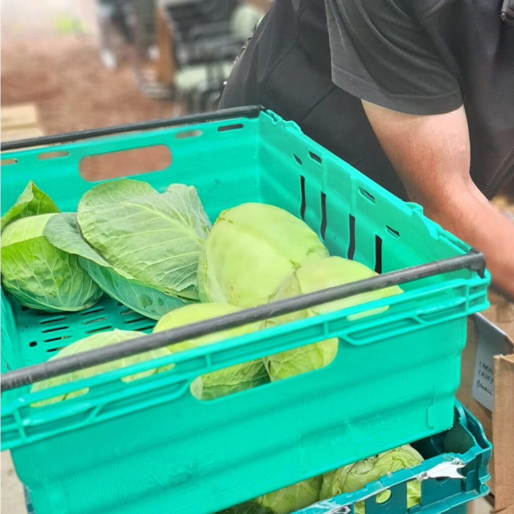 A farmer boxing up freshly harvested cabbages
